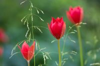 Tulipa sprengeri à Dial Park, Worcestershire