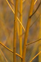 Tiges de Salix alba 'Golden Ness' en hiver