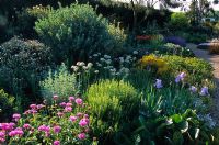 Le jardin de gravier sec à la fin du printemps à Beth Chatto's Garden, Essex. Plantation mixte de plantes vivaces, bulbes et arbustes dont Centaurea, Bergenia, Papaver, Iris, Allium nigrum, Cistus, Genista et Nepeta