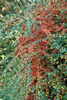 Cotoneaster horizontalis - Arbuste à feuilles caduques étalées avec des feuilles arrondies vert foncé devenant rouges en automne et des baies rouge vif