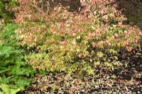 Euonymus alatus - Branche ailée arbuste à feuilles caduques dense et feuillu avec des feuilles vert foncé devenant rouge foncé brillant en automne