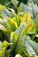 Rumex sanguineus - Bloddy Dock