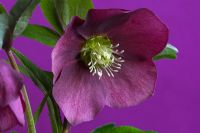 Helleborus orientalis - Rose de Carême
