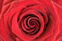 Rosa - Rose rouge