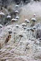 Frosty Phlomis russeliana dans les graminées ornementales