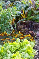 Légumes variés et Tagetes - Lactuca sativa 'Leny', Lactuca sativa 'Gaugin', Capsicum annuum 'Pinokkio' et Beta vulgaris 'Bright Lights'