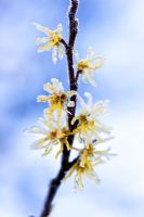 Hamamelis virginiana - Fleurs de givre