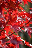 Acer palmatum 'Red Baron'