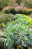Brassica oleracea 'Gemmifera' et poireaux en premier plan