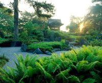 L'aube sur le paysage japonais, avec le feuillage vert clair de Matteuccia struthiopteris au premier plan. RVB, Kew.