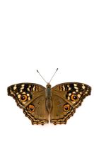 Junonia lemonias - Papillon au citron