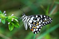Papilio Demoleus - papillon de chaux, reposant sur une plante dans la campagne indienne