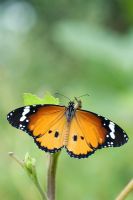 Danaus chrysippus - Papillon tigre ordinaire avec ailes déployées