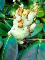 Camelia Gall causée par le champignon Exobasidium Camelliae