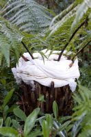 Dicksonia antarctica - fougère arborescente recouverte de molleton pour la protection en hiver