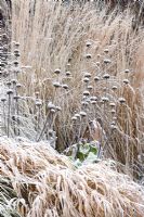 Parterre de prairies en hiver avec Phlomis russeliana, Hakonechloa macra 'Aureola' et Calamagrostis