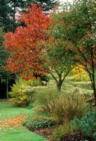 Parterre d'automne de Prunus, Acer, Euphorbia, Cornus alternifolia 'Argentea' et Grass - Glen Chantry, Essex