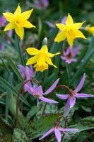 Erythronium dens-canis et Narcissus - Elmstead Market, Essex