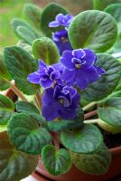 Saintpaulia - Violette africaine