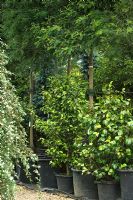 Arbres et Camélias en pots en pépinière - Majestic Trees, Flamstead, St Albans, Herts