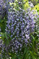 Wisteria floribunda 'Multijuga' - RHS Wisley, Surrey