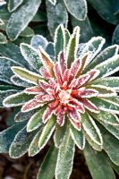 Euphorbia - Asclépiades en gelée