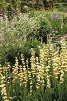 Crambe maritima et Sisyrinchium striatum - Sexby Garden, Peckham Rye Park, Londres, Heritage Lottery Fund