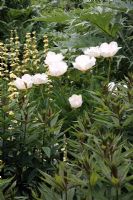 Paeonia lactiflora 'Krinkled White', Sisyrinchium striatum et Cynara - Sexby garden, Peckham Rye Park, Londres