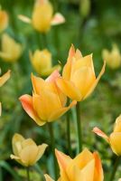 Tulipa linifolia batalinii group 'Bright Gem'