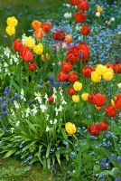 Tulipa 'Apeldoorn' et 'Golden Apeldoorn' en parterre de fleurs mixtes