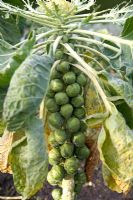 Brassica oleracea 'Maximus' - Chou de Bruxelles