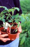 Jeunes plants de tomates italiennes