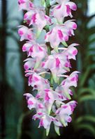 Aerides odorata - Orchidée à queue de chat