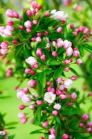Malus 'Adirondack' - Fleur de pommier