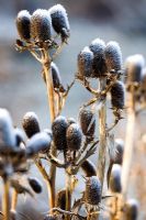 Eryngium Agavifolium