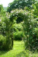 Rosa 'New Dawn' entraînée sur un arc dans un jardin de campagne - Cerne Abbas, Dorset