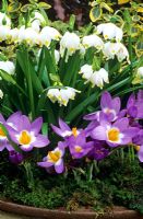 Leucojum vernum var carpathicum avec Crocus sieberi subsp. sublimis 'Tricolor' paillé de mousse et poussant en pot