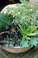 Plantes succulentes contrastées poussant dans une casserole en terre cuite de Kos. Andromiscus cooperi, Aeonium 'Zwartkop', Aloe panaché, Aichryson x domesticum 'Variegatum', Graptopetalum paraguayense et Aloe aristata