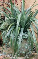 Appariement subtil de deux plantes contrastantes avec des feuilles argentées réfléchissantes. Astelia chathameca avec Dichondra argentea 'Silver Falls' dans un pot en terre cuite gris crayeux.