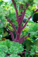 Kale 'Redbor'