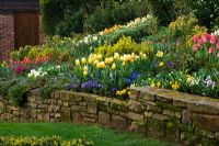 Mur de pierre avec parterre de fleurs dans le jardin du cottage planté de Tulipa jaune 'Sweetheart', Narcisse et Alto bleu.