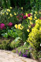 Parterre de jardin Cottage à côté de l'allée plantée d'Euonymus fortunei 'Emerald n' Gold ', Tulipa' Golden Emperor 'et Narcissus' Pipit '- Little Larford, Worcestershire