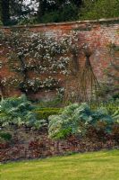 Feuillage de cardons dans le jardin clos au printemps - Kelmarsh Hall, Northamptonshire