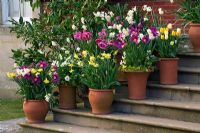 Pots en terre cuite sur les marches à côté de la salle plantée de tulipes et de narcisses au printemps - Kelmarsh Hall, Northamptonshire