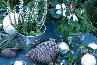Erica blanc givré et Cyclamen dans des pots avec du feuillage de pin, des cônes et des boules d'argent