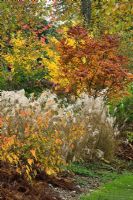 La longue promenade du millénaire birkett en automne - Miscanthus sinensis 'Kleine Fontane', Sorbus sargentiana et Gingko biloba - Marks Hall, Essex