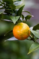 Citrus aurantium - Orange de Séville