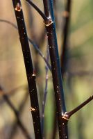Salix gracilistyla 'Melanostachys' tiges en hiver