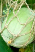 Cucumis melo 'Sweetheart' - Melon poussant dans un filet