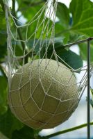 Cucumis melo 'Angel' - Melon poussant dans un support net